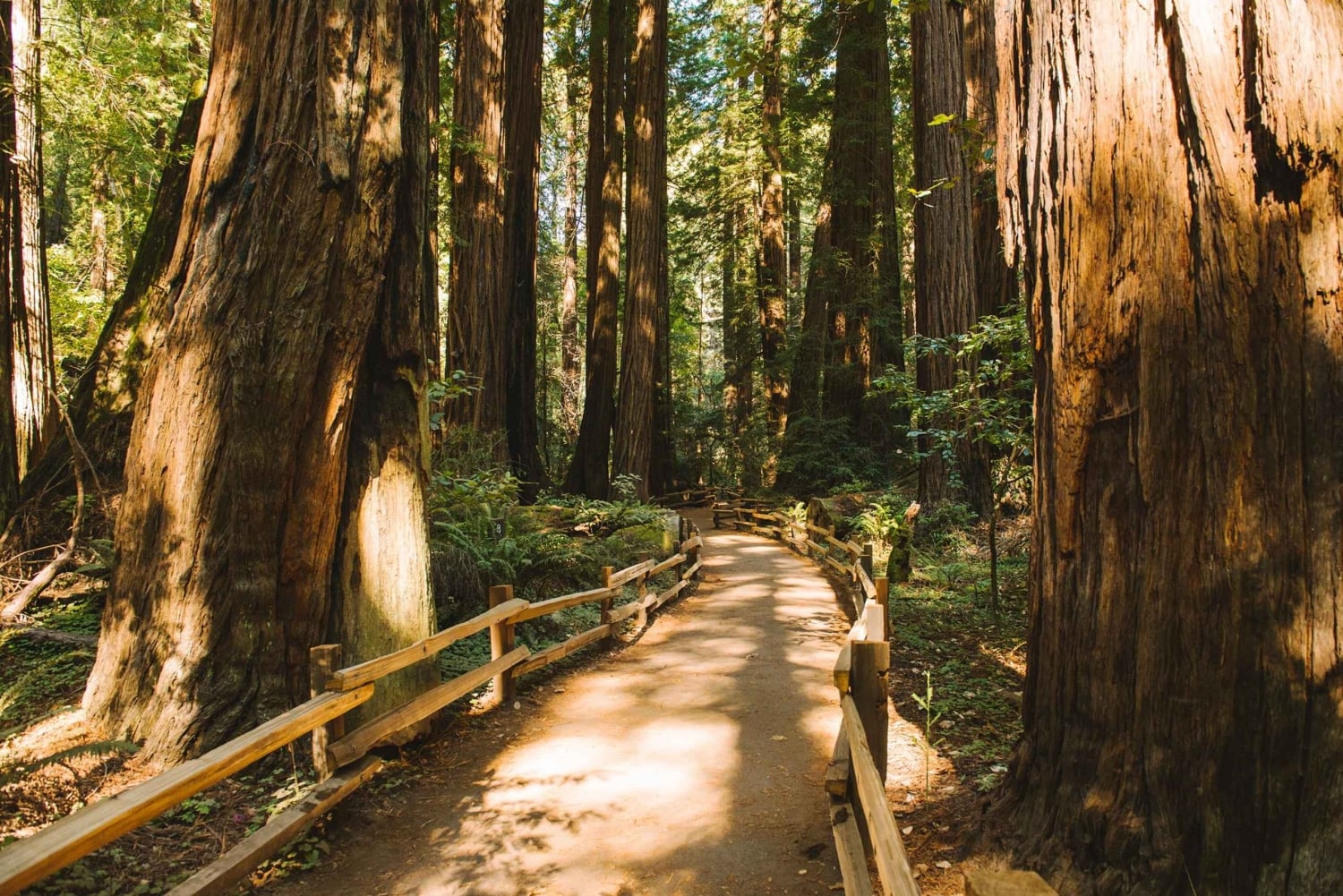 Besøk i Muir Woods og sykkeltur på Golden Gate Bridge