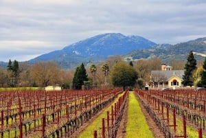 San Francisco: tour enologico premium per piccoli gruppi a Napa e Sonoma