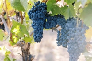 San Francisco: tour enologico premium per piccoli gruppi a Napa e Sonoma