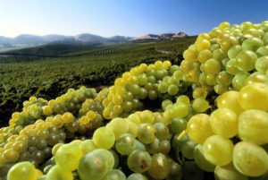 Napa : visite guidée des vignobles St. Francis avec dégustation