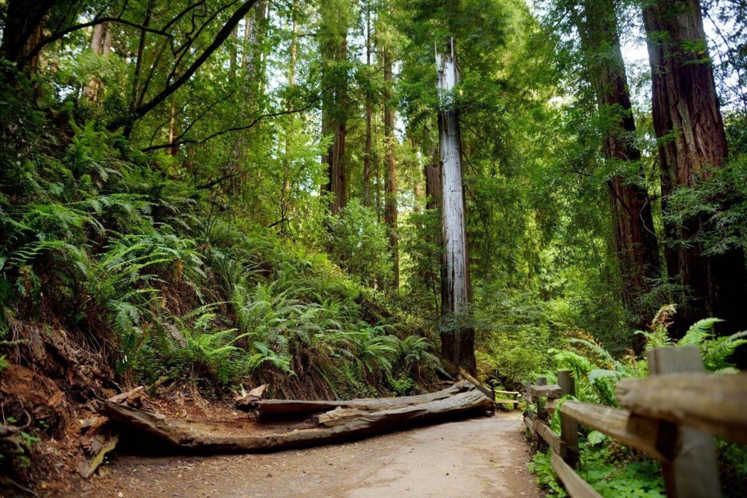 Redwood Retreat: Tour to Muir Woods from San Francisco