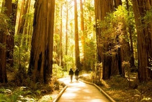 San Francisco : visite à arrêts multiples multiples + visite de Muir Woods