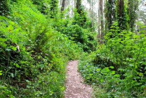 Excursão de 3 horas a pé pelo Castro e Twin Peaks em São Francisco