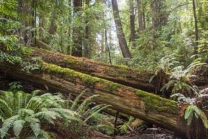 San Francisco: 5 päivän Kalifornian rannikko, viinitarhat ja viinikierros