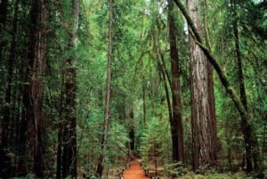 San Francisco: 5 päivän Kalifornian rannikko, viinitarhat ja viinikierros