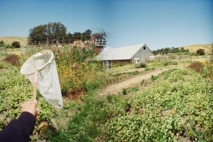 Сан-Франциско: 5-дневный тур по побережью Калифорнии, виноградникам и винодельням