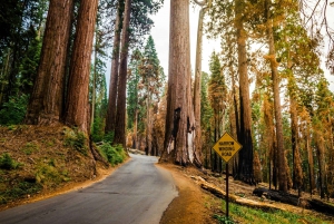 San Francisco : Circuit de 5 jours dans les parcs californiens à Los Angeles