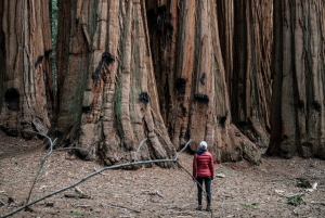 San Francisco : Circuit de 5 jours dans les parcs californiens à Los Angeles