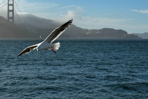 San Francisco: Alcatraz, färja och hop-on hop-off-buss i 2 dagar
