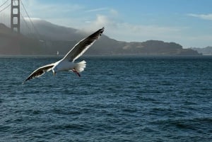 San Francisco: Alcatraz, lautta ja 2 päivän Hop-On Hop-Off -bussi