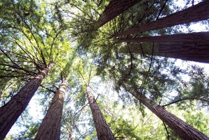 San Francisco : L'île d'Alcatraz et visite guidée de Muir Woods