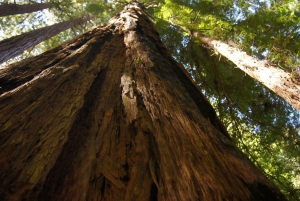 San Francisco : L'île d'Alcatraz et visite guidée de Muir Woods