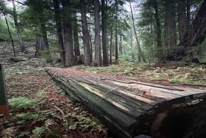 San Francisco: Tour di un giorno di Alcatraz, Muir Woods e Sausalito