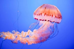 San Francisco: Woods & Sausalito 2-Day Tour: Alcatraz, Muir Woods & Sausalito 2-Day Tour