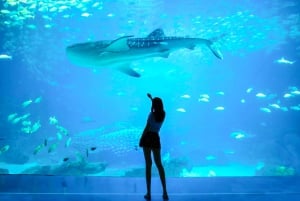 San Francisco: Woods & Sausalito 2-Day Tour: Alcatraz, Muir Woods & Sausalito 2-Day Tour