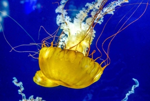 San Francisco: Biglietto d'ingresso generale per l'Acquario della Baia