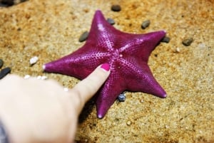 San Francisco: Biglietto d'ingresso generale per l'Acquario della Baia