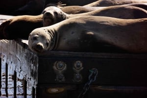 San Francisco Bay: Eventyrbåttur