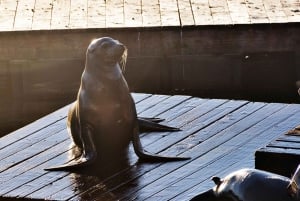 San Francisco-bugten: Adventure Boat Tour