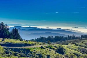 San Francisco: Fahrrad Tour mit Muir Woods und Sausalito Besuch