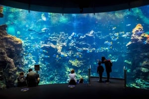 San Francisco: California Academy of Sciences Biljett