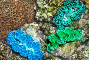 Kalifornijska Akademia Nauk w San Francisco wraz z wstępem