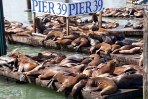 San Francisco: Combo de tour por la ciudad y entrada a Alcatraz