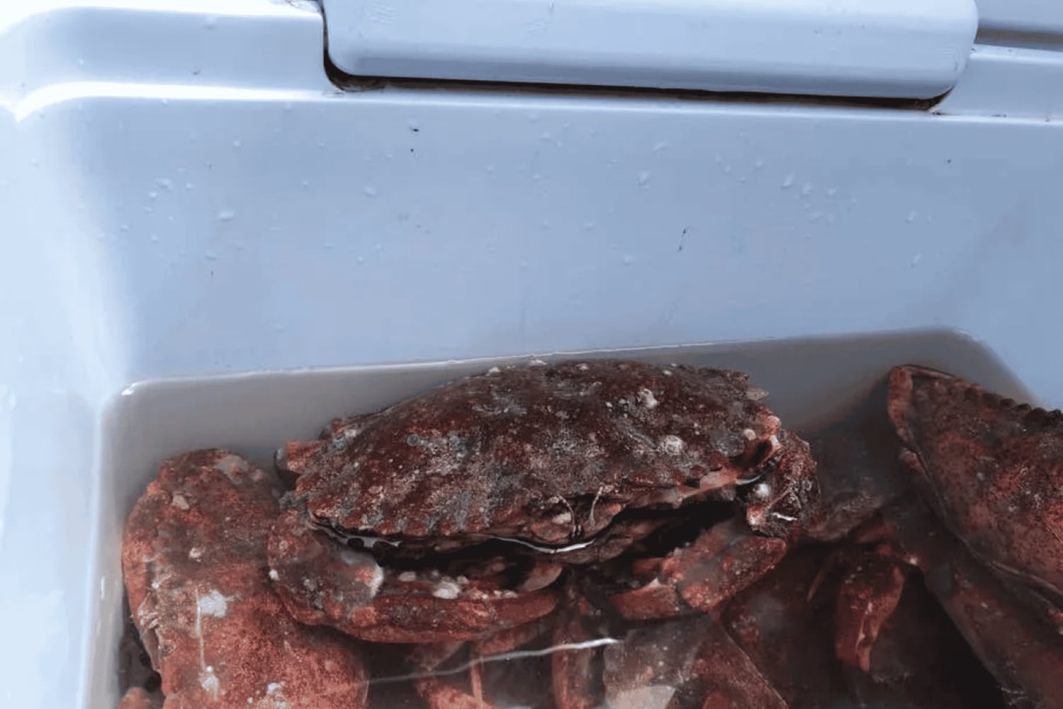 San Francisco: Crab & Cook Golden Gate -sillan alla