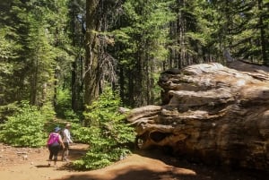 San Francisco: Day Trip to Yosemite with Giant Sequoias Hike