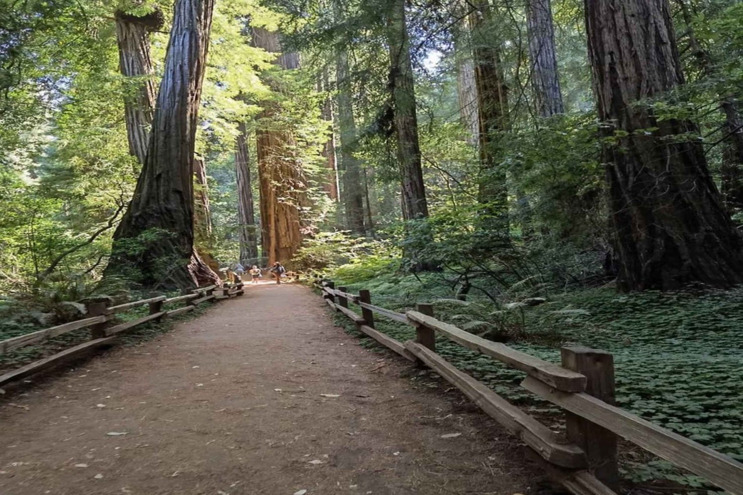 San Francisco: Stadsrondleiding van een dag met Muir Woods & Sausalito