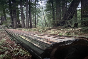 San Francisco: Całodniowa wycieczka po mieście z Muir Woods i Sausalito