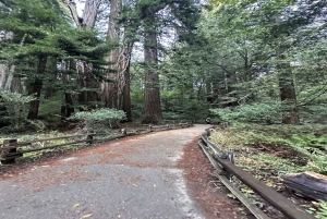 São Francisco: City Tour de dia inteiro com Muir Woods e Sausalito