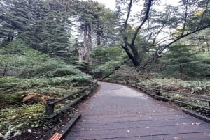 São Francisco: City Tour de dia inteiro com Muir Woods e Sausalito