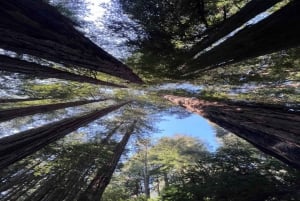 San Francisco : Visite d'une jounée d'une ville avec Muir Woods et Sausalito