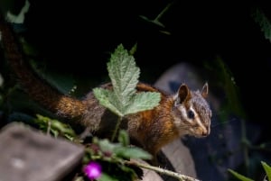 San Francisco Golden Gate Sausalito Muir Woods Tour privado