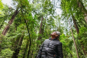 Gran tour de la ciudad de San Francisco + Muir Woods y Sausalito