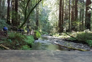 Gran tour de la ciudad de San Francisco + Muir Woods y Sausalito