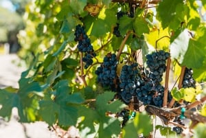 tour di mezza giornata nel paese del vino con degustazioni