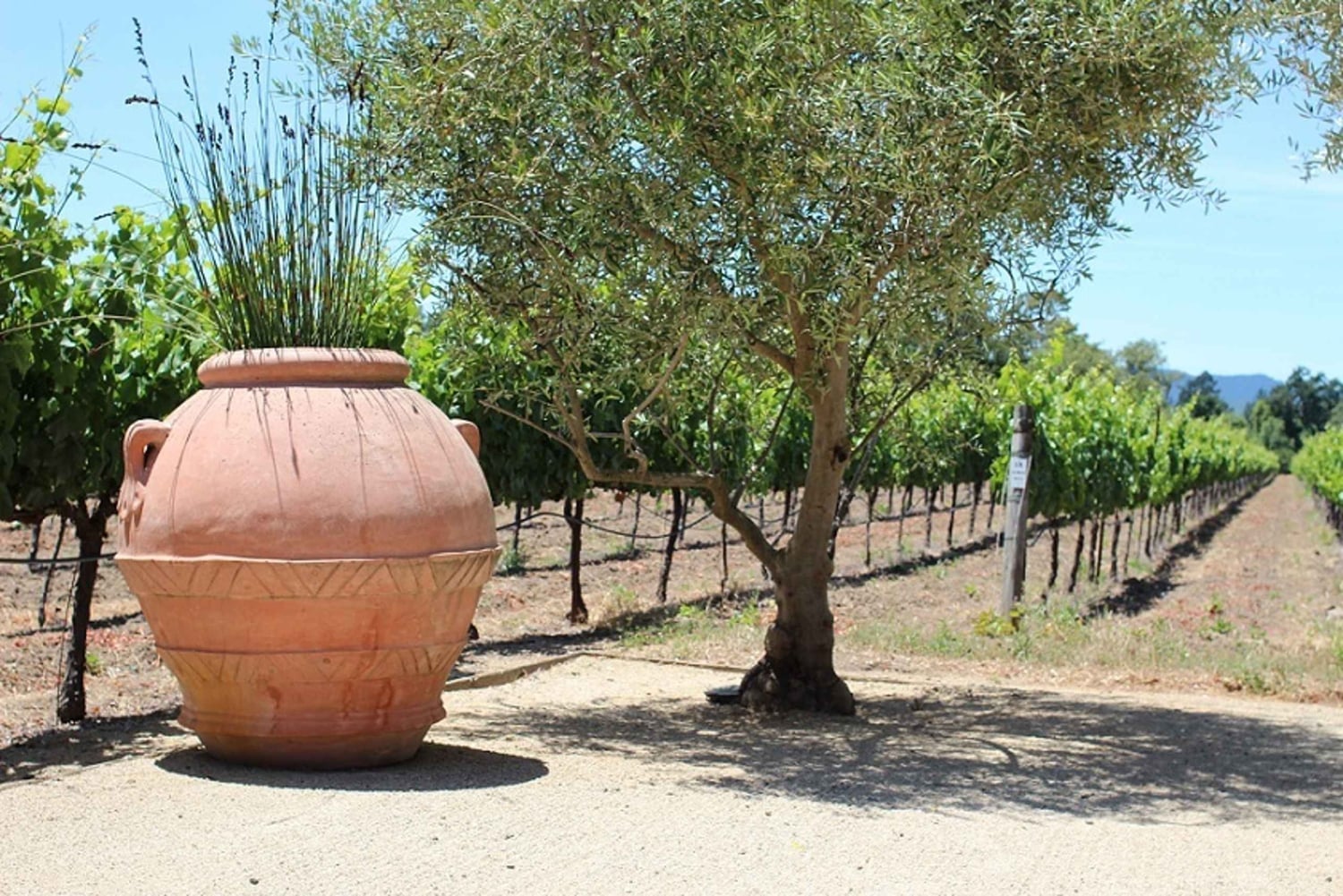 San Francisco: Tour di mezza giornata del vino e tour Hop-on Hop-off della città