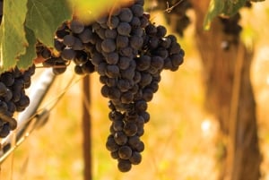 San Francisco: Tour di mezza giornata del vino e tour Hop-on Hop-off della città