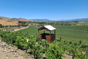 Сан-Франциско: винный тур на полдня с 2 дегустациями