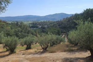 Сан-Франциско: винный тур на полдня с 2 дегустациями