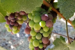 Сан-Франциско: винный тур на полдня с 2 дегустациями