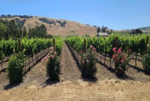 Сан-Франциско: винный тур на полдня с 2 дегустациями