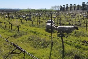 Сан-Франциско: винный тур на полдня с 2 дегустациями