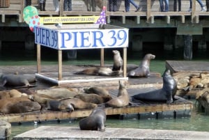 San Francisco: Hop-On Hop-Off City Bus Tour og Bay Cruise