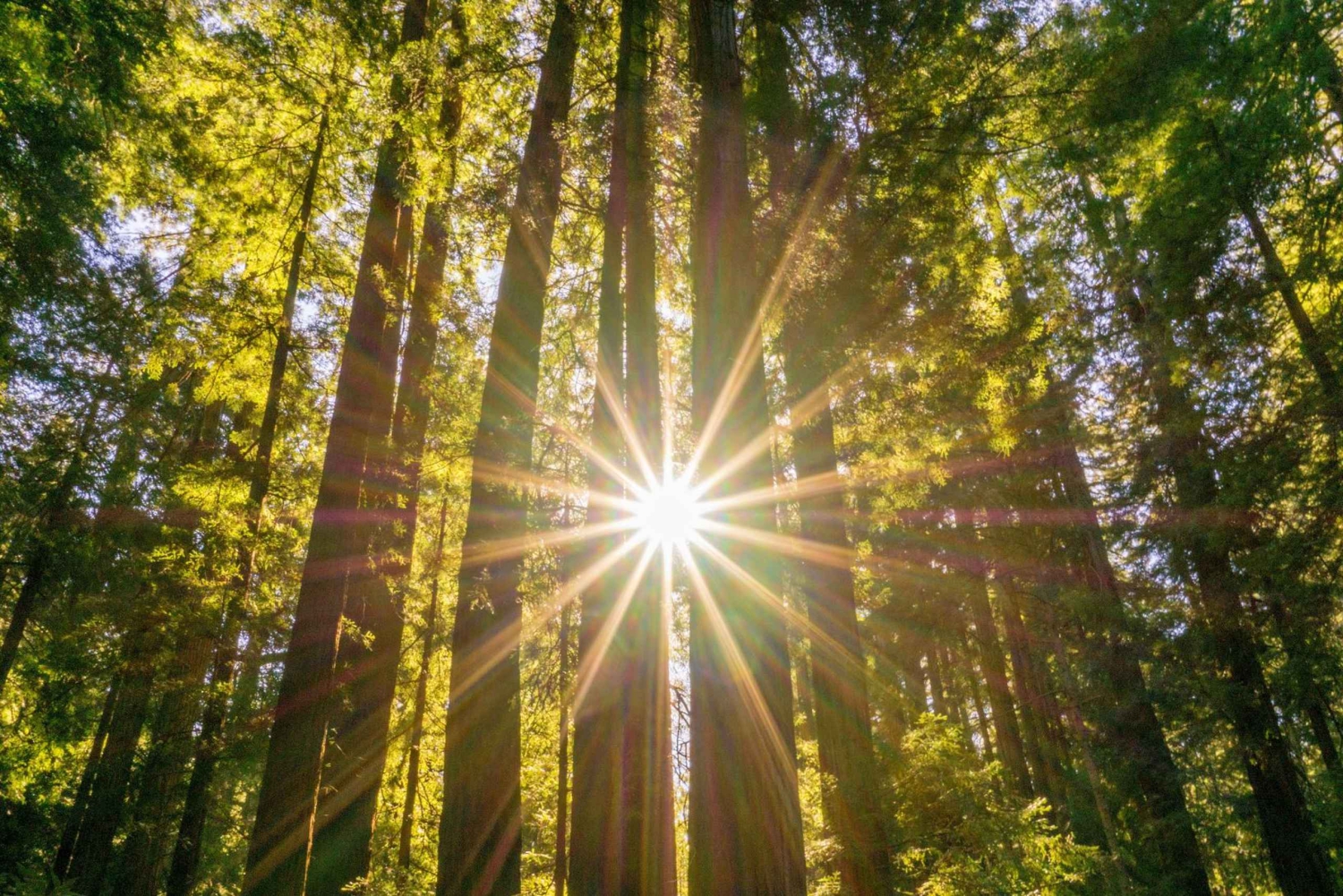 サンフランシスコ：乗り降り自由 + ミュアウッズ国立公園ツアー