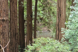 San Francisco: Muir Woods ja Sausalito Sisältää sisäänpääsymaksun.