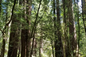 San Francisco: Muir Woods og Sausalito Inngangsbillett inkludert