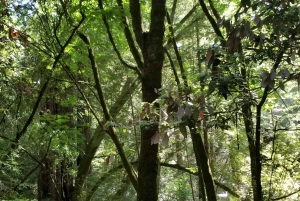 San Francisco: Muir Woods und Sausalito Eintrittsgeld inbegriffen